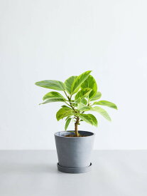 ＼レビュー特典あり／フィカス アルテシマ 観葉植物 本物 大型 小さい 軽い ミニ インテリア おしゃれ アンドプランツ andplants エコポッツ ecopots 鉢 植木鉢 育てやすい 枯れにくい 風水 縁起 プレゼント ギフト 新築祝い 結婚祝い 開業祝い メッセージカード 送料無料