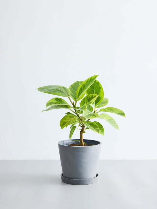 楽天市場】＼レビュー特典あり／フィカス アルテシマ 観葉植物 本物 
