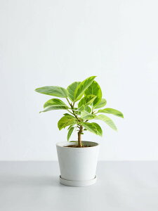 _r[T^tBJX AeV} ϗtA { ^  y ~j CeA  Ahvc andplants GR|bc ecopots  Aؔ Ă₷ ͂ɂ  N 