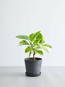 \レビュー特典あり/フィカス アルテシマ 観葉植物 本物 大型 小さい 軽い ミニ インテリア おしゃれ アンドプランツ andplants エコポッツ ecopots 鉢 植木鉢 育てやすい 枯れにくい 風水 縁起