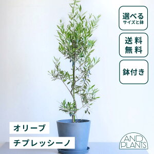 _r[T^I[u `vbV[m ϗtA { ^  y ~j CeA  Ahvc andplants GR|bc ecopots  Aؔ Ă₷ ͂ɂ  