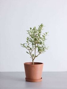 \レビュー特典あり/オリーブ チプレッシーノ 観葉植物 本物 大型 小さい 軽い ミニ インテリア おしゃれ アンドプランツ andplants エコポッツ ecopots 鉢 植木鉢 育てやすい 枯れにくい 風水