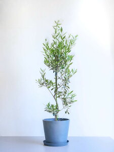 \レビュー特典あり/オリーブ チプレッシーノ 観葉植物 本物 大型 小さい 軽い ミニ インテリア おしゃれ アンドプランツ andplants エコポッツ ecopots 鉢 植木鉢 育てやすい 枯れにくい 風水