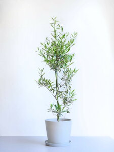 _r[T^I[u `vbV[m ϗtA { ^  y ~j CeA  Ahvc andplants GR|bc ecopots  Aؔ Ă₷ ͂ɂ  