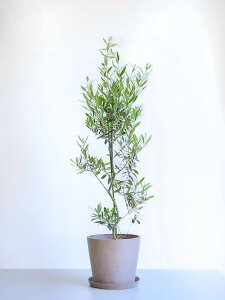 _r[T^I[u `vbV[m ϗtA { ^  y ~j CeA  Ahvc andplants GR|bc ecopots  Aؔ Ă₷ ͂ɂ  