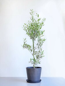 �y27��10����10%���z �I���[�u �`�v���b�V�[�m �ϗt�A�� �{�� ��^ ������ �y�� �~�j �C���e���A ������� �A���h�v�����c andplants �G�R�|�b�c ecopots �� �A�ؔ� ��Ă₷�� �͂�ɂ��� ���� ���N