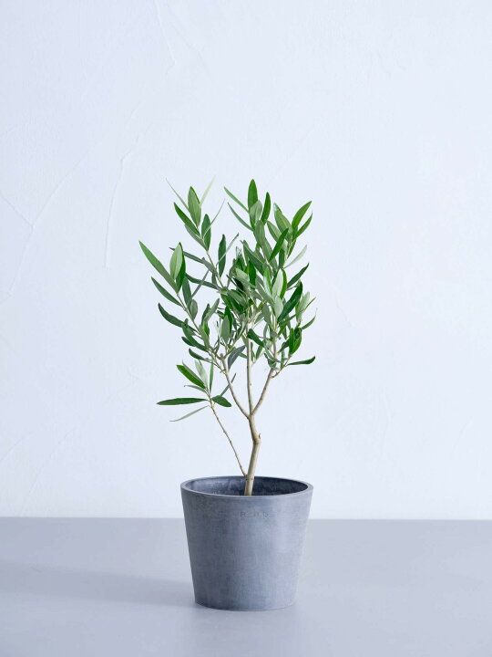楽天市場】＼レビュー特典あり／ オリーブ チプレッシーノ 観葉植物  