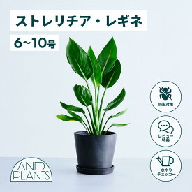 ＼レビュー特典あり／ストレリチア レギネ 観葉植物 本物 大型 小さい 軽い ミニ インテリア おしゃれ アンドプランツ andplants エコポッツ ecopots 鉢 植木鉢 育てやすい 枯れにくい 風水 縁起 プレゼント ギフト 新築祝い 結婚祝い 開業祝い メッセージカード 送料無料