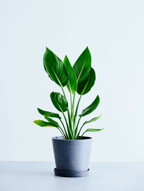 ＼レビュー特典あり／ストレリチア レギネ 観葉植物 本物 大型 小さい 軽い ミニ インテリア おしゃれ アンドプランツ andplants エコポッツ ecopots 鉢 植木鉢 育てやすい 枯れにくい 風水 縁起 プレゼント ギフト 新築祝い 結婚祝い 開業祝い メッセージカード 送料無料