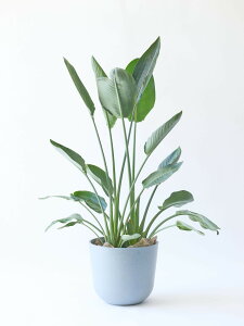 _r[T^Xg`A Ml ϗtA { ^  y ~j CeA  Ahvc andplants GR|bc ecopots  Aؔ Ă₷ ͂ɂ  N 