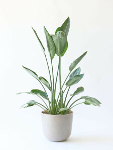 _r[T^Xg`A Ml ϗtA { ^  y ~j CeA  Ahvc andplants GR|bc ecopots  Aؔ Ă₷ ͂ɂ  N 