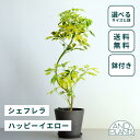 シェフレラ ハッピーイエロー 観葉植物 本物 大型 小さい 軽い ミニ インテリア おしゃれ アンドプランツ andplants エコポッツ ecopots 鉢 植木鉢 育てやすい 枯れにくい 風水 縁起 プレゼント ギフト 新築祝い 結婚祝い 開業祝い 送料無料