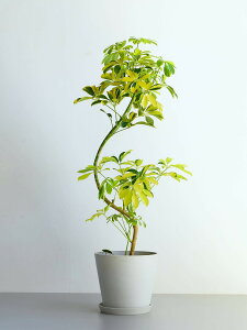 \レビュー特典あり/シェフレラ ハッピーイエロー 観葉植物 本物 大型 小さい 軽い ミニ インテリア おしゃれ アンドプランツ andplants エコポッツ ecopots 鉢 植木鉢 育てやすい 枯れにくい 風