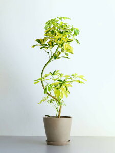 _r[T^VFt nbs[CG[ ϗtA { ^  y ~j CeA  Ahvc andplants GR|bc ecopots  Aؔ Ă₷ ͂ɂ 