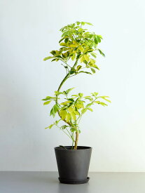 ＼レビュー特典あり／シェフレラ ハッピーイエロー 観葉植物 本物 大型 小さい 軽い ミニ インテリア おしゃれ アンドプランツ エコポッツ ecopots 鉢 植木鉢 育てやすい 枯れにくい 風水 縁起 プレゼント ギフト 新築祝い 結婚祝い 開業祝い 送料無料