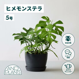 ＼レビュー特典あり／ヒメモンステラ 観葉植物 本物 大型 小さい 軽い ミニ インテリア おしゃれ アンドプランツ andplants エコポッツ ecopots 鉢 植木鉢 育てやすい 枯れにくい 風水 縁起 プレゼント ギフト 新築祝い 結婚祝い 開業祝い メッセージカード 送料無料