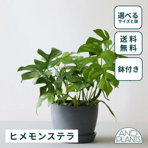 _r[T^qXe ϗtA { ^  y ~j CeA  Ahvc andplants GR|bc ecopots  Aؔ Ă₷ ͂ɂ  N v