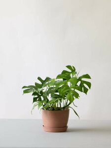 _r[T^qXe ϗtA { ^  y ~j CeA  Ahvc andplants GR|bc ecopots  Aؔ Ă₷ ͂ɂ  N v