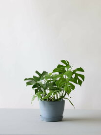 ＼レビュー特典あり／ヒメモンステラ 観葉植物 本物 大型 小さい 軽い ミニ インテリア おしゃれ アンドプランツ エコポッツ ecopots 鉢 植木鉢 育てやすい 枯れにくい 風水 縁起 プレゼント ギフト 新築祝い 結婚祝い 開業祝い メッセージカード 送料無料