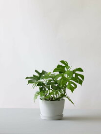 ＼レビュー特典あり／ヒメモンステラ 観葉植物 本物 大型 小さい 軽い ミニ インテリア おしゃれ アンドプランツ エコポッツ ecopots 鉢 植木鉢 育てやすい 枯れにくい 風水 縁起 プレゼント ギフト 新築祝い 結婚祝い 開業祝い メッセージカード 送料無料