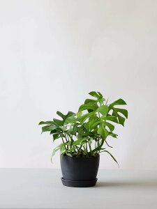 \レビュー特典あり/ヒメモンステラ 観葉植物 本物 大型 小さい 軽い ミニ インテリア おしゃれ アンドプランツ andplants エコポッツ ecopots 鉢 植木鉢 育てやすい 枯れにくい 風水 縁起 プレ