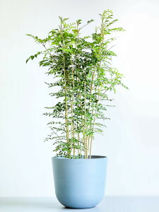 \レビュー特典あり/シマトネリコ 観葉植物 本物 大型 小さい 軽い ミニ インテリア おしゃれ アンドプランツ andplants エコポッツ ecopots 鉢 植木鉢 育てやすい 枯れにくい 風水 縁起 プレゼ