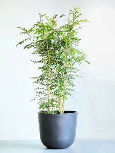 _r[T^V}glR ϗtA { ^  y ~j CeA  Ahvc andplants GR|bc ecopots  Aؔ Ă₷ ͂ɂ  N v[