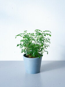 \レビュー特典あり/シマトネリコ 観葉植物 本物 大型 小さい 軽い ミニ インテリア おしゃれ アンドプランツ andplants エコポッツ ecopots 鉢 植木鉢 育てやすい 枯れにくい 風水 縁起 プレゼ