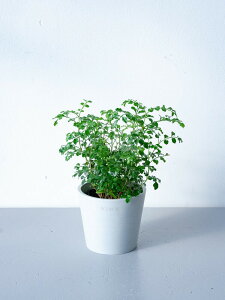 _r[T^V}glR ϗtA { ^  y ~j CeA  Ahvc andplants GR|bc ecopots  Aؔ Ă₷ ͂ɂ  N v[