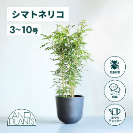 ＼レビュー特典あり／シマトネリコ 観葉植物 本物 大型 小さい 軽い ミニ インテリア おしゃれ アンドプランツ andplants エコポッツ ecopots 鉢 植木鉢 育てやすい 枯れにくい 風水 縁起 プレゼント ギフト 新築祝い 結婚祝い 開業祝い メッセージカード 送料無料