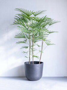 _r[T^_V`N ϗtA { ^  y ~j CeA  Ahvc andplants GR|bc ecopots  Aؔ Ă₷ ͂ɂ  N v