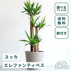 _r[T^bJ Gt@eByX ϗtA { ^  y ~j CeA  Ahvc andplants GR|bc ecopots  Aؔ Ă₷ ͂ɂ 