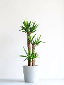 _r[T^bJ Gt@eByX ϗtA { ^  y ~j CeA  Ahvc andplants GR|bc ecopots  Aؔ Ă₷ ͂ɂ 