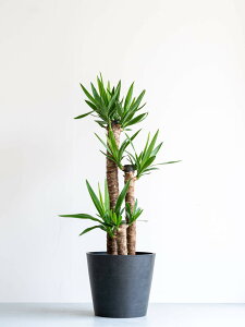 \レビュー特典あり/ユッカ エレファンティペス 観葉植物 本物 大型 小さい 軽い ミニ インテリア おしゃれ アンドプランツ andplants エコポッツ ecopots 鉢 植木鉢 育てやすい 枯れにくい 風水