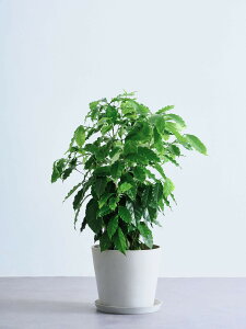 _r[T^R[q[̖ ϗtA { ^  y ~j CeA  Ahvc andplants GR|bc ecopots  Aؔ Ă₷ ͂ɂ  N v[