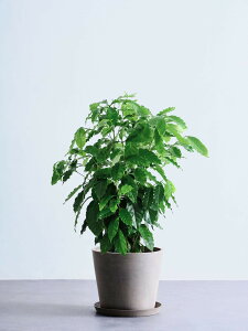 _r[T^R[q[̖ ϗtA { ^  y ~j CeA  Ahvc andplants GR|bc ecopots  Aؔ Ă₷ ͂ɂ  N v[