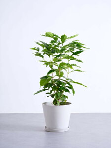 _r[T^R[q[̖ ϗtA { ^  y ~j CeA  Ahvc andplants GR|bc ecopots  Aؔ Ă₷ ͂ɂ  N v[