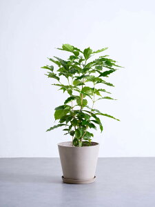 _r[T^R[q[̖ ϗtA { ^  y ~j CeA  Ahvc andplants GR|bc ecopots  Aؔ Ă₷ ͂ɂ  N v[