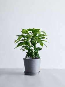 _r[T^R[q[̖ ϗtA { ^  y ~j CeA  Ahvc andplants GR|bc ecopots  Aؔ Ă₷ ͂ɂ  N v[