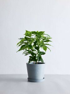 _r[T^R[q[̖ ϗtA { ^  y ~j CeA  Ahvc andplants GR|bc ecopots  Aؔ Ă₷ ͂ɂ  N v[