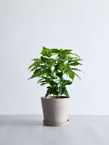 _r[T^R[q[̖ ϗtA { ^  y ~j CeA  Ahvc andplants GR|bc ecopots  Aؔ Ă₷ ͂ɂ  N v[