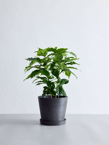 _r[T^R[q[̖ ϗtA { ^  y ~j CeA  Ahvc andplants GR|bc ecopots  Aؔ Ă₷ ͂ɂ  N v[