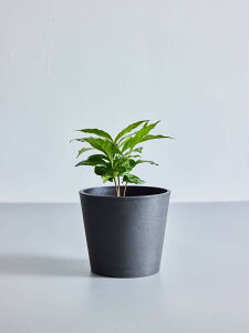 コーヒーの木 観葉植物 本物 大型 小さい 軽い ミニ インテリア おしゃれ アンドプランツ andplants エコポッツ ecopots 鉢 植木鉢 育てやすい 枯れにくい 風水 縁起 プレゼント ギフト 新築祝い
