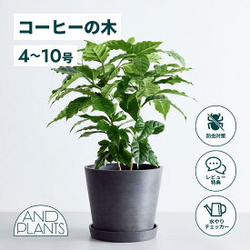 ＼レビュー特典あり／コーヒーの木 観葉植物 本物 大型 小さい 軽い ミニ インテリア おしゃれ アンドプランツ andplants エコポッツ ecopots 鉢 植木鉢 育てやすい 枯れにくい 風水 縁起 プレゼント ギフト 新築祝い 結婚祝い 開業祝い メッセージカード 送料無料