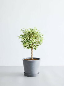 ＼レビュー特典あり／フィカス ベンジャミン スターライト 観葉植物 本物 大型 小さい 軽い ミニ インテリア おしゃれ アンドプランツ andplants エコポッツ ecopots 鉢 植木鉢 育てやすい 枯れにくい 風水 縁起 プレゼント ギフト 新築祝い 結婚祝い 開業祝い 送料無料