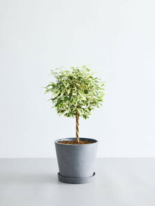 \レビュー特典あり/フィカス ベンジャミン スターライト 観葉植物 本物 大型 小さい 軽い ミニ インテリア おしゃれ アンドプランツ andplants エコポッツ ecopots 鉢 植木鉢 育てやすい 枯れに