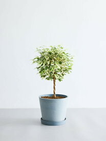 ＼レビュー特典あり／フィカス ベンジャミン スターライト 観葉植物 本物 大型 小さい 軽い ミニ インテリア おしゃれ アンドプランツ エコポッツ ecopots 鉢 植木鉢 育てやすい 枯れにくい 風水 縁起 プレゼント ギフト 新築祝い 結婚祝い 開業祝い 送料無料