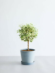 _r[T^tBJX xW~ X^[Cg ϗtA { ^  y ~j CeA  Ahvc andplants GR|bc ecopots  Aؔ Ă₷ ͂