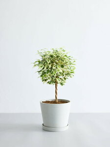 _r[T^tBJX xW~ X^[Cg ϗtA { ^  y ~j CeA  Ahvc andplants GR|bc ecopots  Aؔ Ă₷ ͂