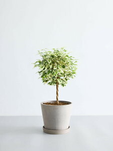 _r[T^tBJX xW~ X^[Cg ϗtA { ^  y ~j CeA  Ahvc andplants GR|bc ecopots  Aؔ Ă₷ ͂